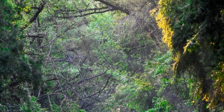 ଜଙ୍ଗଲ କ୍ଷେତ୍ରଫଳରେ ୯ମ ସ୍ଥାନକୁ ପହଞ୍ଚିଲା ଭାରତ