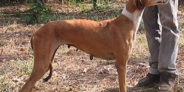 ପ୍ରଧାନମନ୍ତ୍ରୀଙ୍କ ସୁରକ୍ଷାରେ ସ୍ବେଦେଶୀ କୁକୁର ପ୍ରଧାନମନ୍ତ୍ରୀଙ୍କ ସୁରକ୍ଷାରେ ସ୍ବେଦେଶୀ କୁକୁର